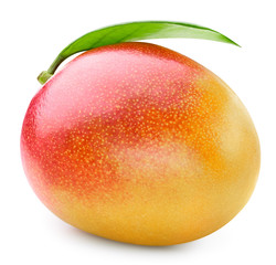 One ripe mango isolated on white background