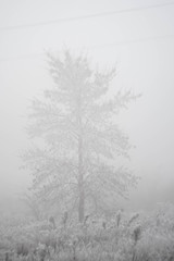 Foggy weather in forest. Winter landscape. White color concept.