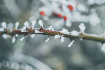 Close up frozen rose hip. Winter plants wallpaper. Red and white colors. Snow cover 