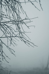 Foggy weather in forest. Winter landscape. White color concept.