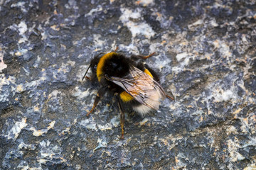 A beautiful bumblebee sits on a gray stone. Focus concept