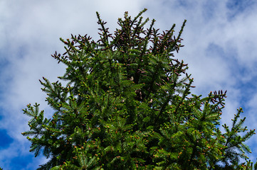 Young red cones on upper branches of  Picea omorika Christmas tree against  blue sky. Close-up. Selective focus. Sunny day in spring garden. Nature concept for design.