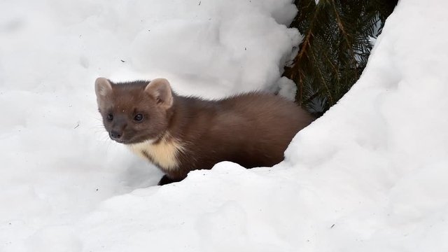Curious pine marten (Martes martes) looking through gap in the snow while hunting in winter