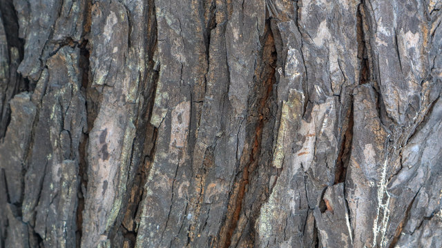 surface texture of mahogany bark