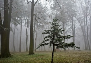 trees in the forest