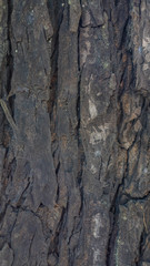 surface texture of mahogany bark