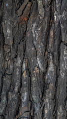 Naklejka premium surface texture of mahogany bark