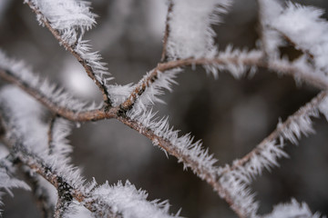 sharp needles of frost