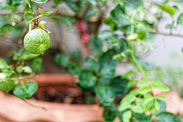 The kaffir lime tree is dense. Fresh bergamot fruits on bergamot tree. The result is a sphere.