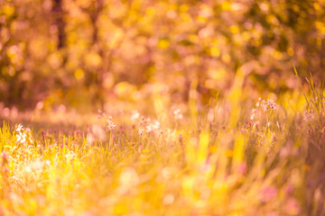 Sunset meadow flowers in a forest field. Peaceful scenery, warm colors, bright rays over high grass. Forest ground nature landscape background