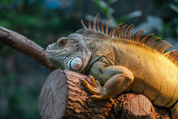 Iguana posé