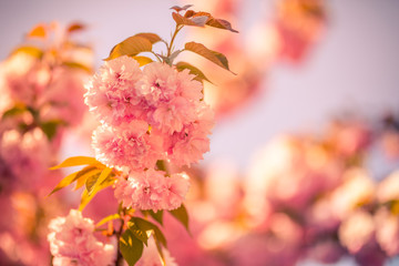 Blossom tree over nature background wit sunset light. Spring flowers on blurred background