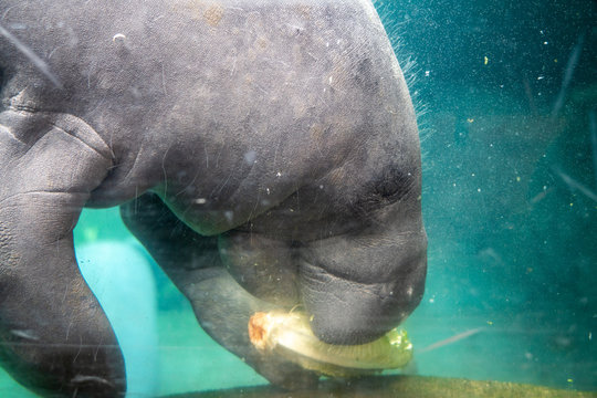 Lamantin Bilder Durchsuchen 119 Archivfotos, und