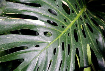 Fototapeta na wymiar Unique green leaves of Swiss Cheese 'Variegata' tropical plant