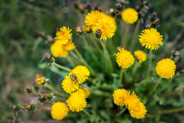 Bee on dandelion flowers and daisies. Spring summer nature background
