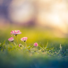 Beautiful nature closeup meadow flowers, blurred natural background, forest in soft sunlight. Sunset nature landscape.Spring flower in the meadow,spring nature background