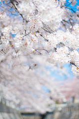 青空をバックに頭上にかかる満開の桜 ソメイヨシノ 桜並木 下にコピースペース 桜2015_01s_00762_DSC_4983_C2