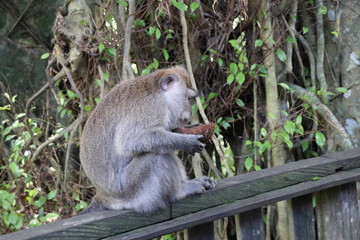monkey eating