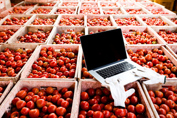 Tomato Marketing Auditing View, How to use the internet to inspect the web