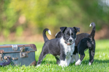 Naklejka na ściany i meble Little Border Collie puppy sitting running playing in the garden. Outdoor dog portrait