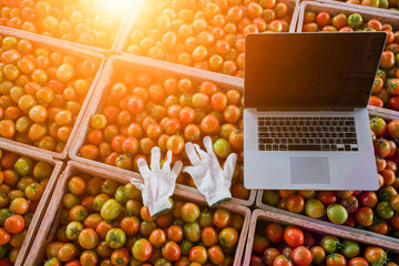 Tomato Marketing Auditing View, How to use the internet to inspect the web