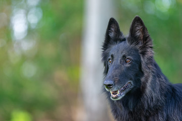 Beautiful fun Groenendael dog focusing. Black Belgian Shepherd Groenendael autumn portrait. Summer...