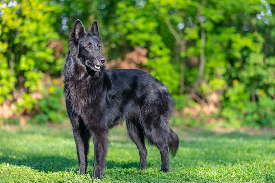 Groenendael best sale