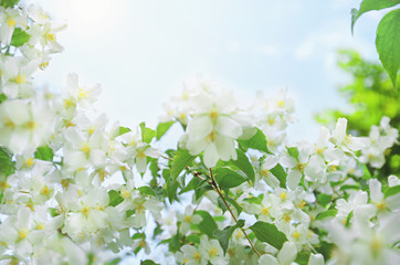Natural summer background with white Jasmine blossoming flowers on a branch and blue clear spring sky, copy space