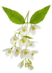 Jasmine flowers on branch isolated on white background