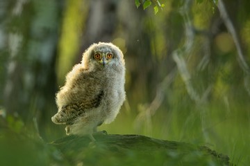 Juvenile Siberian Eagle owl ( bubo bubo sibiricus) in the  sunset backlight