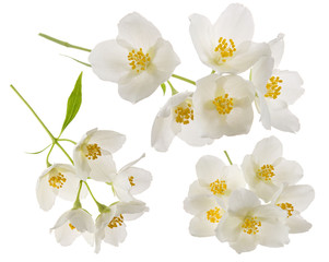 Jasmine spring flowers on branch set isolated on white background, close-up