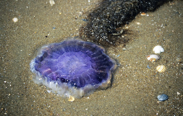 Netherlands. Blue jellyfish © YvonneNederland
