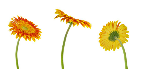 Isolated gerbera. Three colorful beautiful gerbera flower isolated on white background with clipping path