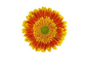 Gerbera orange with yellow flower isolated on white background with clipping contour, close-up