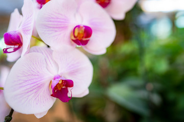 orchid flower collection : exotic beauty pink Vanda orchid flower 