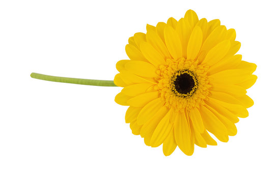 Gerbera Yellow Flower Isolated On White Background, Close-up