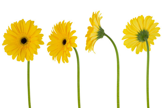 Isolated gerbera. Four yellow flower gerberas on a stem isolated on white background