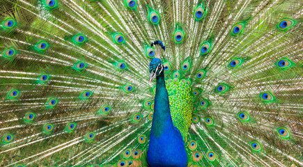 Obraz premium Proud Peacock. bright bird with beautiful plumage, green shades.