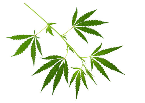 Isolated hemp. Cannabis branch with green fresh leaves isolated on white background