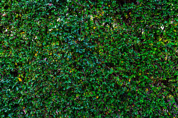 green foliage wall decorate for exterior design space 