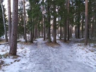 Icy diverging pathes in the winter forest in sunny day