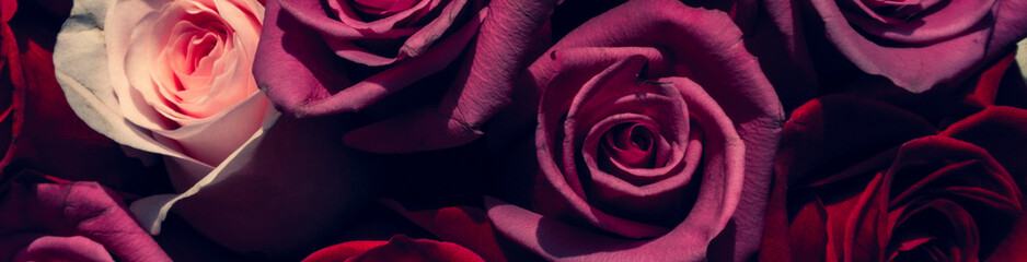 Red and pink roses. Floral background. Flowers closeup. Wediding and valentine. The rose petals.