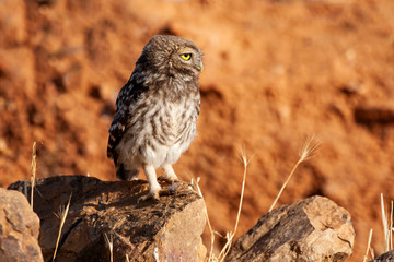 Little owl, Athene noctua. Young man perched on his usual innkeeper next to the nest