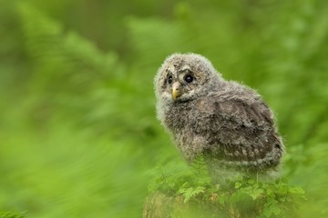Ural owl (Strix uralensis) juv. in the natural greeny enviroment