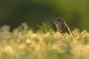 European ground squirrel (Spermophilus citellus) in the morning backlight , nice bokeh 