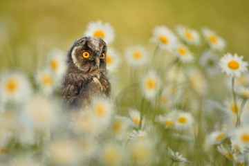 Long eared owl ( Asio otus ) in the beautiful flower meadow