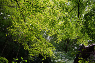 Obraz premium 京都長楽寺の新緑