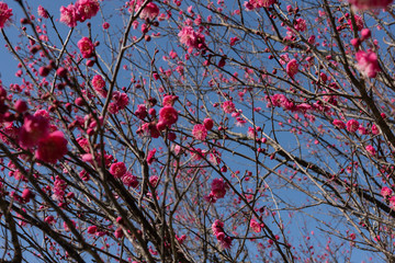 梅の花