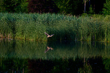Great blue heron flying, green surrounding, urban park.