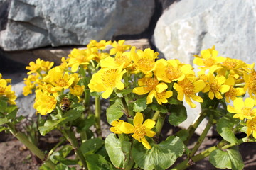 Caltha flowers spring bloom in the garden